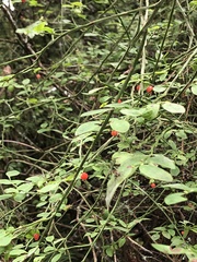 Viburnaceae