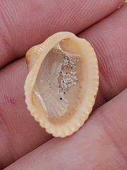 Noetia ponderosa