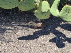 Ammospermophilus harrisii