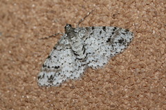 Myrioblephara desumpta