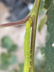 Scoliopteryx libatrix