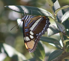 Adelpha eulalia