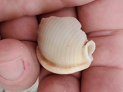 Semicassis granulata