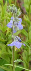 Polemonium acutiflorum