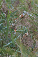 Panurus biarmicus