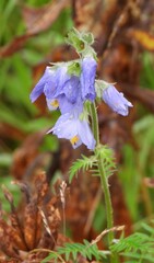 Polemonium acutiflorum