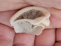 Semicassis granulata