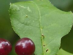 Eriophyes emarginatae