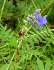 Polemonium acutiflorum