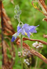 Polemonium acutiflorum