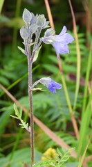 Polemonium acutiflorum