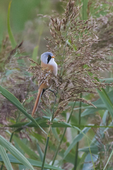 Panurus biarmicus