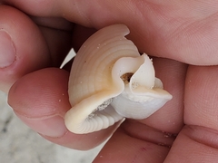 Semicassis granulata