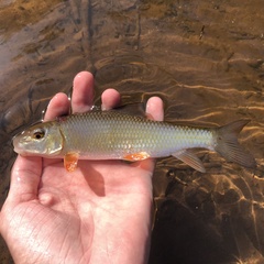 Moxostoma erythrurum