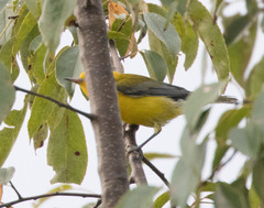 Protonotaria citrea