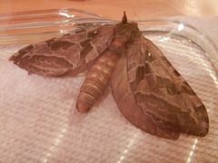 Sthenopis purpurascens