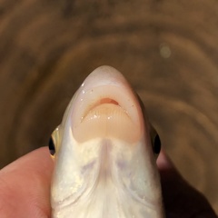 Moxostoma erythrurum