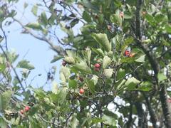 Crataegus chrysocarpa