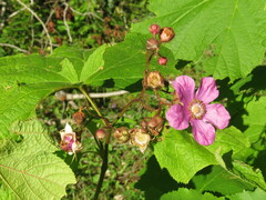Rubus odoratus