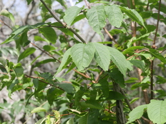 Sambucus racemosa