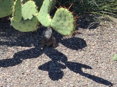 Ammospermophilus harrisii