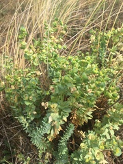 Euphorbia portlandica