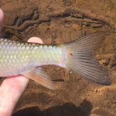 Moxostoma erythrurum