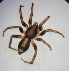 Herpyllus ecclesiasticus
