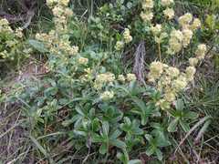 Alchemilla saxatilis