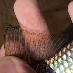 Moxostoma erythrurum