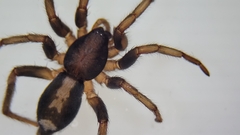 Herpyllus ecclesiasticus