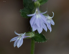 Lobelia spicata
