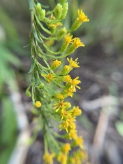 Solidago mexicana