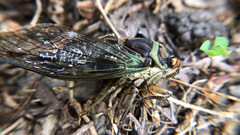 Neotibicen linnei
