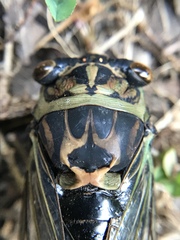 Neotibicen linnei