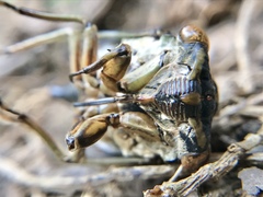 Neotibicen linnei