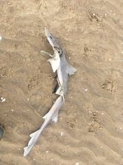 Mustelus mustelus