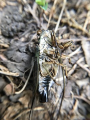 Neotibicen linnei