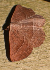 Nadagara xylotrema