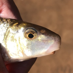 Moxostoma erythrurum