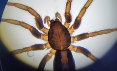 Herpyllus ecclesiasticus