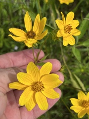 Bidens polylepis