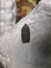 Acleris chalybeana