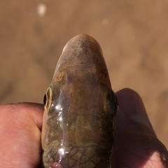 Moxostoma erythrurum