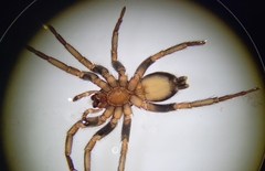Herpyllus ecclesiasticus