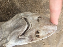 Mustelus mustelus