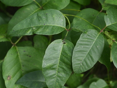 Toxicodendron rydbergii