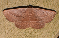Nadagara xylotrema