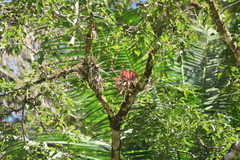 Vriesea rodigasiana
