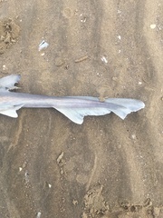 Mustelus mustelus